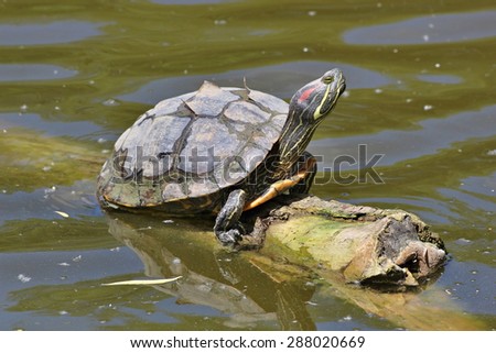 A painted turtle resting on a log in green water