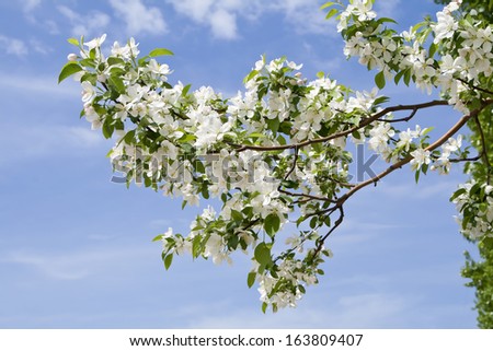 branch of apple tree with many flowers over blue sky
