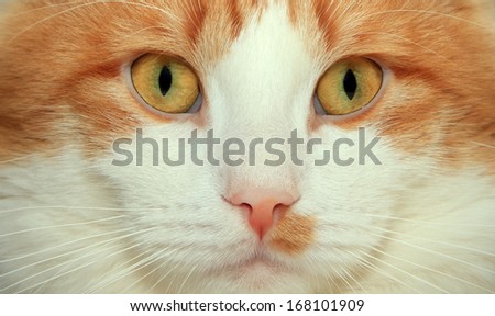 Red and white cat face close up