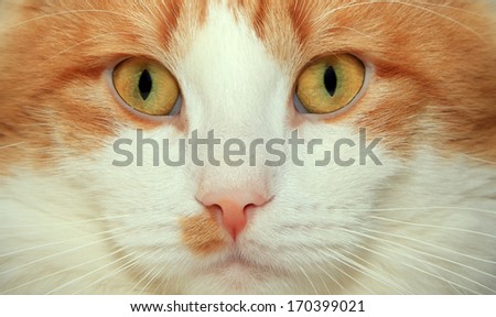 Red and white cat face close up