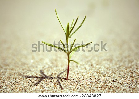 close-up of sprout coming out of the sand on the beach. The begining of new live.