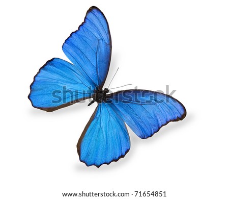 Blue butterfly isolated on white