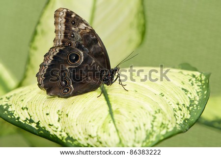Big tropical butterfly sitting on a green leave