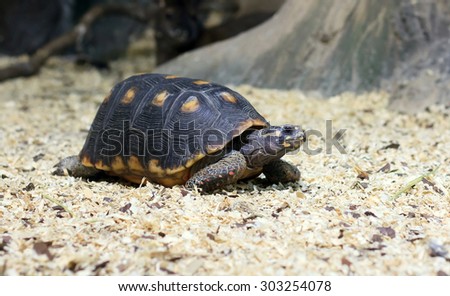 Moscow, Russian Federation - October 26, 2012: Moscow ocenarium - spur-thighed turtle eating grass