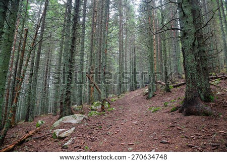Spruce forest in Biosphere reserve Chuprene, Bulgaria. The reserve is situated on the ridge and the northeastern slopes of Chiprovska Mountain, West Balkan Mountains.
