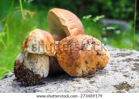 Wild mountain boletus Mushrooms (Penny buns) in the forest put on a stone.