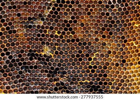 Image of a honeycomb in close-up with a working bee suitable for background.