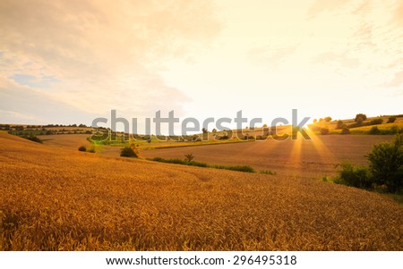 Wheat fields against the sun at sunset with original lens flare effect.