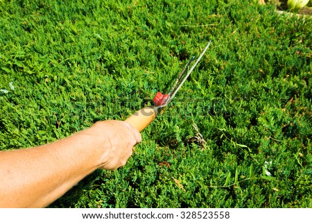 Hands of woman uses gardening tool to trim hedge, pruning bushes with garden shears, seasonal trimmed bushes.