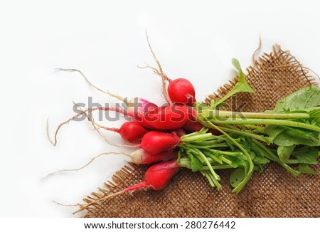 First spring harvest of vegetables. Fresh radish with haulm on sackcloth against white background. Not isolated