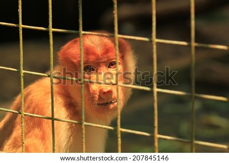 Endangered Proboscis Monkey in Lok Kawi Wildlife Park, Borneo/ Sad Proboscis Monkey in a cage