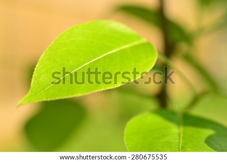 Green leaves of trees in early spring