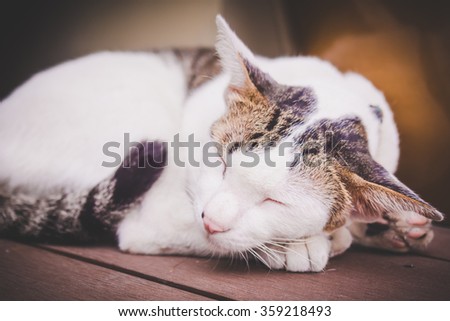 Sleeping Cat