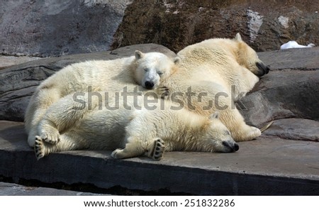 three white bears