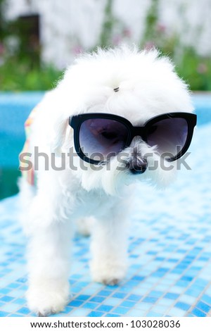 Funny maltese dog wearing sunglasses by the pool