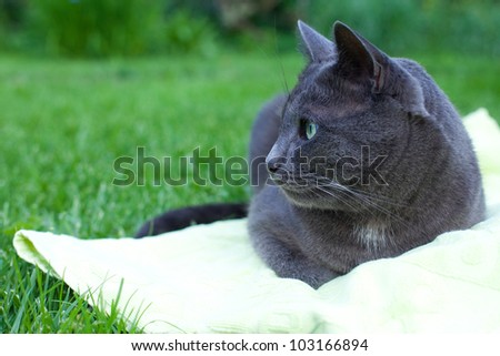 Profile of a purebreed russian blue cat out on the grass
