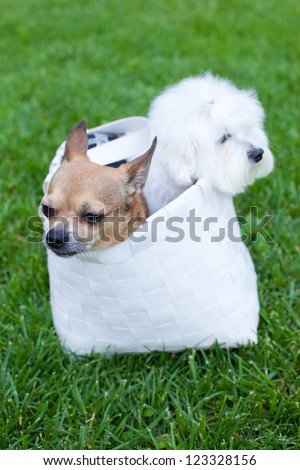 Two adorable dogs sitting in the bag, focus on chihuahua