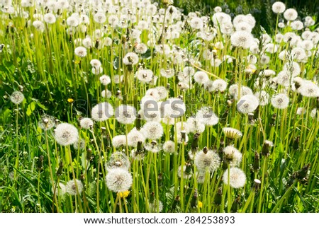 Group of dandelion seed heads unfocused in a green grass meadow