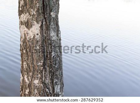 One established birch tree trunk growing with pond water surface in the background