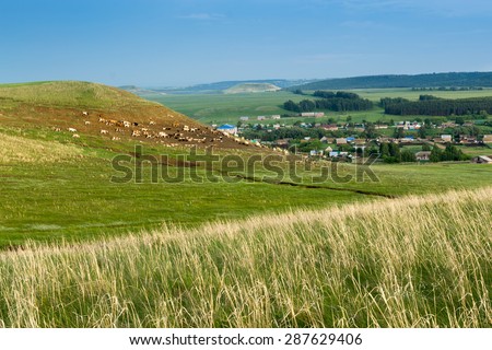 Hay grass grows in a field as a herd of village cows and sheep move in the background