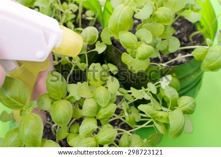 Water sprayer being applied to a bunch of young basil plants