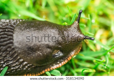 macro image of a brown garden slug, a common pest in English Gardens
