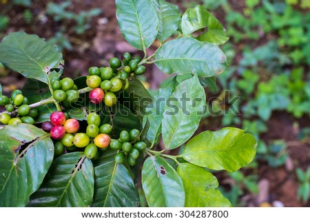 Coffee seeds on a coffee tree in Chiang rai, Thailand