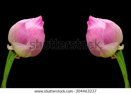 Pink lotus flower. Isolated on black background.