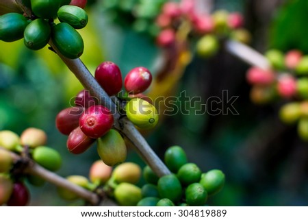 Coffee seeds on a coffee tree in Chiang rai, Thailand
