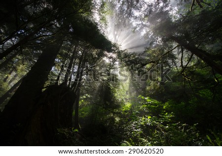 Morning sun rays through the trees in fog on the West Coast Trail located on Vancouver Island in British Columbia