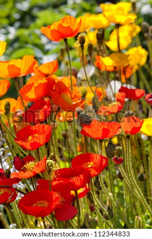 Red and yellow poppies in a summer garden