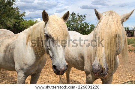 Two white horse of Camargue.
