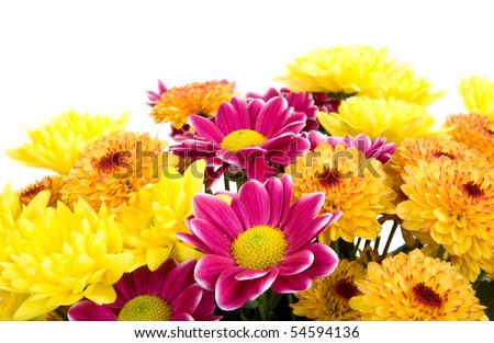 Bouquet of multi-coloured chrysanthemums isolated on a white background