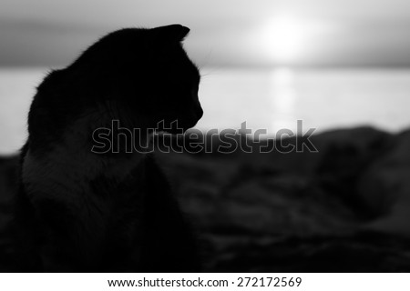 Black and white cat silhouette at sunset next to the sea.