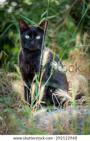 Black cat with green eyes in the park