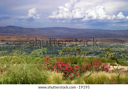 Desert flowers with mountain range in background