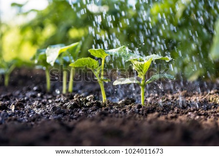 Cucumber sprouts in the field and farmer  is watering it;   seedlings in the farmer\'s garden , agriculture, plant and life concept (soft focus, narrow depth of field)