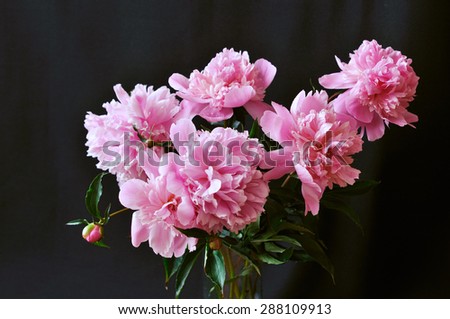 Purple peony bouquet in glass vase on the black background