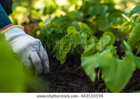 Worker is weeding bean plants in the garden, vegetable  beds in the farmerâ??s farmland,  ecological agriculture for producing healthy food  concept