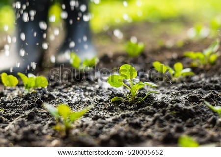 Plant sprouts in the field and farmer  is watering it;  pansy seedlings in the farmer's garden , agriculture, plant and life concept (soft focus, narrow depth of field)