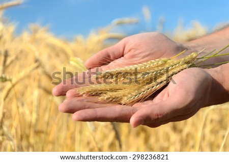 Man holding ears of wheat on a background a wheat field and sky