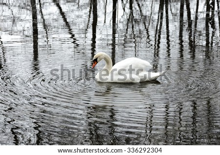 White swan live in solitude in a winter park. Solitude abstract