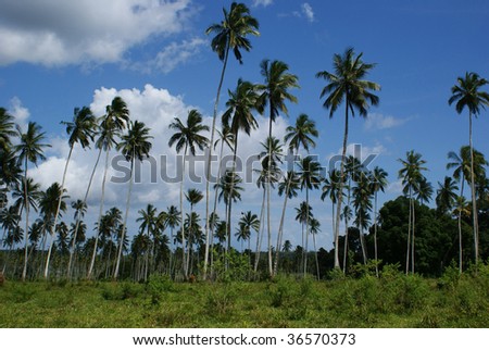 High palms on african wind