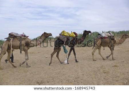 Camels on the Sam Sand Dune, Jaisalmer, Thar Desert, India