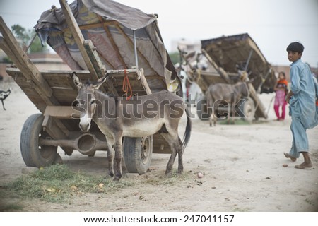 LAHORE, PAKISTAN- AUG 1 :people are using donkey to transport the goods to local market in the slum on August 1 2012 in Lahore, Pakistan.