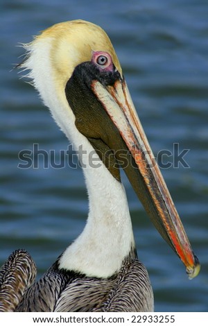Bird in Everglades