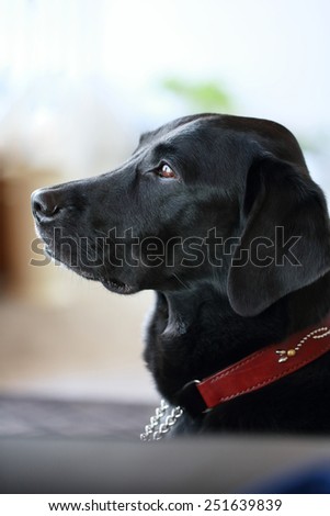 Labrador retriever / black