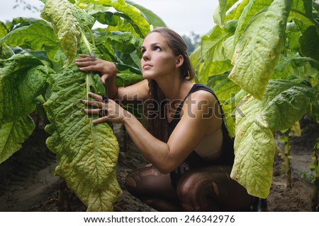 adult female sitting in tobacco field wearing tank top shorts staring over tobacco leaves