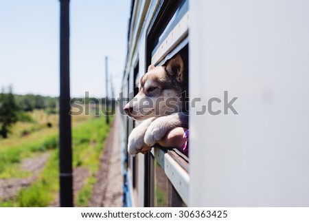 little cute siberian husky puppy looking from train window