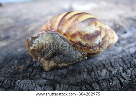Garden Snail (Cornu aspersum) is a species of land snail. As such it is a terrestrial pulmonate gastropod mollusc in the family Helicidae, which include the most commonly familiar land snails.